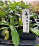 Nepenthes ventricosa – Hardy Tropical Pitcher Plant (Easy Carnivorous Pl... - $29.67