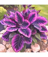 Purple Tip Calathea Couture - The Versatile Plant for Indoor &amp; Outdoor C... - $12.49