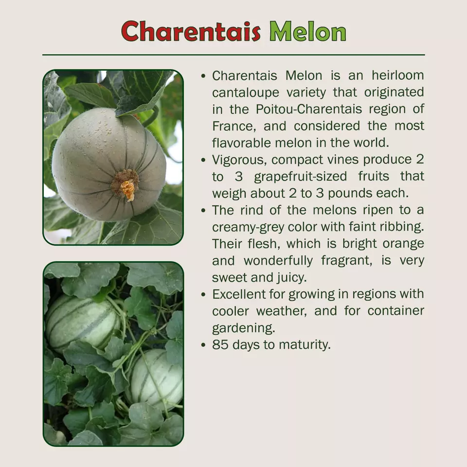 40 Charentais Melon Seeds - $9.21