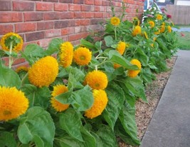 US Seller 25 Teddy Bear Dwarf Sunflower Seeds Heirloom Non-Gmo  Always - Cute - £6.69 GBP