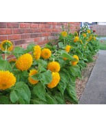 US Seller 25 Teddy Bear Dwarf Sunflower Seeds Heirloom Non-Gmo  Always -... - £6.66 GBP