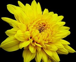 Best SELLER USA 100 Pcs Bag Yellow Chrysanthemum Chrysanthemum Morifoliu... - $8.99