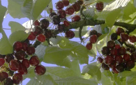 Fresh 10 Black Oliver Cherry Seeds for Garden - €6,88 EUR