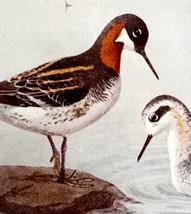 Northern Phalarope Shorebirds 1936 Bird Lithograph Color Plate Print DWU12B - £9.96 GBP