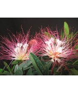 CALLIANDRA SCHULTZEI ROSE CASCADE - Pink Powder Puff - $934.65 MXN
