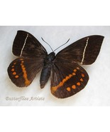 Castnia Amauta Cacica Rare Sugar Cane Borer Moth Framed Entomology Shadowbox - $2,631.54 MXN