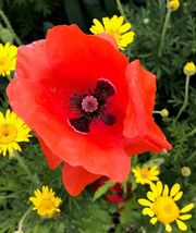 100 seeds, FLANDERS POPPY (Red American legion, Corn, Shirley) annual - $5.00