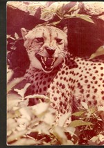 Poland RUCH Photo postcard Animals Geparden Gepard Acinonyx jubatus Racz... - £6.86 GBP