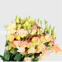 SL 200 Pcs Eustoma Seed Perennial Flowering Plants Lisianthus Multicolor For Diy - $2.75