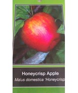 HONEYCRISP APPLE 4-6 FT TREE PLANT SWEET JUICY APPLES FRUIT TREES PLANTS - $132.53 CAD