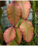 PSA Rhipsalis Elliptica Epiphyllum Cacti Exotic Succulent Plant Seed 20 ... - $17.50