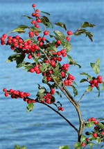 50 Winterberry Holly Ilex Verticillata Black Alder Tree Shrub Red Berry Seeds Fr - $11.00