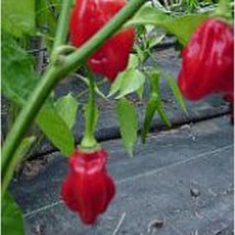 USA SELLER Trinidad Seasoning Hot Peppers Seeds Fast Shipping - $9.80