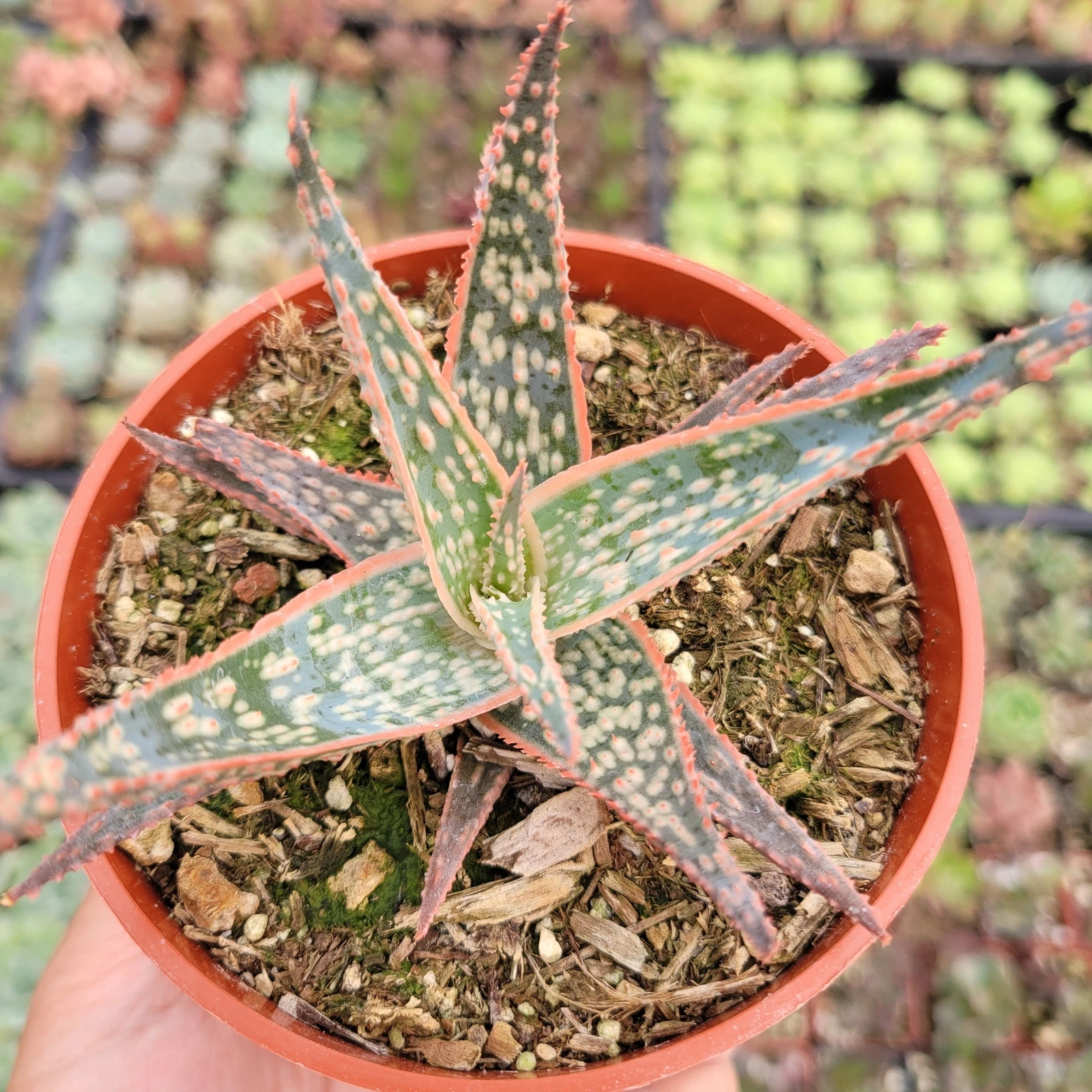 Aloe Pink Blush Succulent Plant - $26.86
