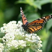 US Seller 50 Seeds Milkweed Swamp White Asclepias Monarch Butterfly Host Plant - £8.39 GBP