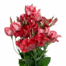 Arena Red Lisianthus 20 Seeds Long Lasting Blooms Fresh Garden USA SELLER - £12.34 GBP