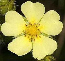 FROM US 20 Seeds Potentilla Recta (Sulphur Cinquefoil) GV18 - £27.14 GBP