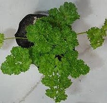 Parsley, Triple Curled Parsley Seeds, Heirloom, Organic, Non GMO, 25 See... - £1.60 GBP