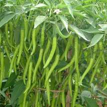 100 Chili Long Green Seeds , Non-GMO , Heirloom vegetable seeds,  - £3.90 GBP