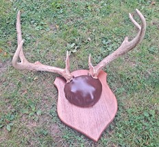 8 Point Whitetail Deer Antlers Stag Buck Mounted Battle Wounds Scars Cab... - £95.57 GBP