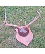 8 Point Whitetail Deer Antlers Stag Buck Mounted Battle Wounds Scars Cab... - £96.02 GBP