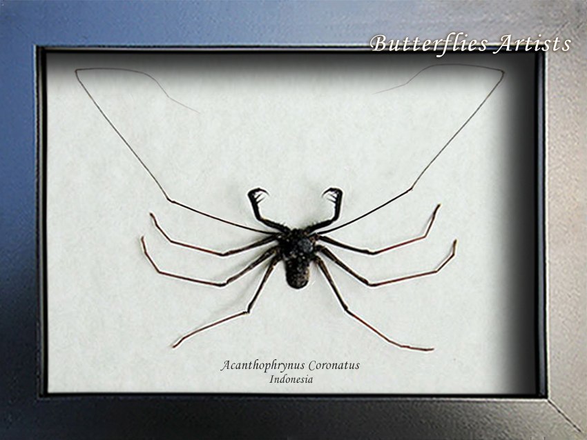 Cave Spider Tailless Whip Scorpion Acanthophrynus Coronatus XL Entomology Displa - $98.99