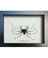 Cave Spider Tailless Whip Scorpion Acanthophrynus Coronatus XL Entomolog... - £78.88 GBP