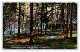 Albero Grove Presso Americana Lago TACOMA Washington Wa 1909 DB Cartolina P19 - £3.79 GBP