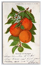Oranges and Blossoms Embossed UDB Postcard T21 - $2.92