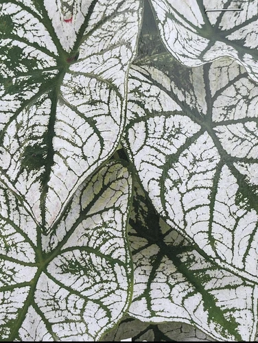 Garden‑Ready Caladium Candidum (1) Bulb - $3.77