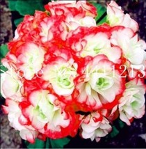 30 pcs Geranium Seeds - Rose Red to Milky White to Green Ball Types Double Flowe - £8.83 GBP