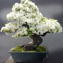 30 seeds / pack,white shower tree cassia bakeriana stunning apple blossom cassia - £3.05 GBP