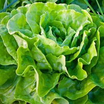 1000 Bib Buttercrunch Lettuce Seeds Organic Vegetable Salad Patio Fresh Garden - $10.50