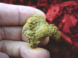 (PP450-73) 1&quot; Genuine Fossil TURTLE POOP Coprolite DUNG WEIRD WA state s... - $10.39