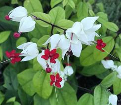Rooted Starter Plant~BLEEDING HEART- Clerodendrum thomsonia~White &amp; Red Blooms - £40.28 GBP