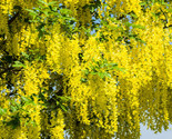 Golden Chain Tree Laburnum Alpinum 20 Seeds Us Seed - $8.99