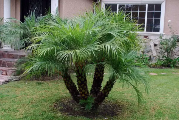 Pygmy Date Palm Phoenix Roebelenii Seeds For 2023 Season USA Seller - £9.35 GBP