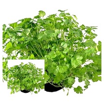 Cilantro - Coriander - Live Herb - 4&quot; Pot - £28.70 GBP
