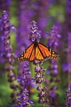 FRESH Blue Salvia Hispanica Seeds - £5.75 GBP