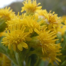 Solidago Rigida Stiff Goldenrod Seed New Fresh Seeds - £8.51 GBP