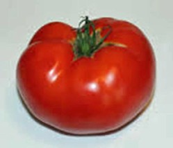 Tomato Seeds, Rutgers, Heirloom, Organic, 100 Seeds, Non Gmo, Large Tomatoes - £4.66 GBP