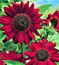 BPA Velvet Queen Sunflower Seed 50 Seeds Non-Gmo From US - £5.97 GBP