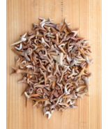 3.5 ounces assorted Fossil Sharks Teeth from Morocco. Sand &amp; Mackerel sh... - $704.88 MXN