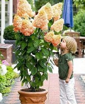 20Pcs Champagne Hydrangea Seeds Ice Cream Light Orange Flowers Fresh Seeds - $5.63