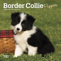 2023 Border Collie Puppies  7x7 16-Month Mini Wall Calendar - $9.99