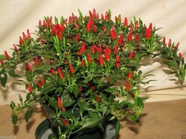 Small Thai Chili Hot Pepper Seeds 25+ Seeds More Heirloom Organic Non Gmo V Fres - £8.50 GBP