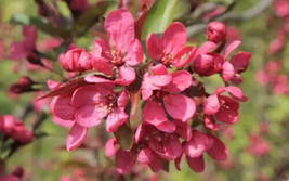 25 Seeds Prairie Fire Crabapple for Garden Planting  - £6.85 GBP