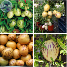 Solanum Muricatum Sweet Cucumber Seeds Pepino Dulce Melon Pear Edible Fruits Bd0 - $19.86