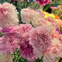 Carnation Chabaud Picotee Double Mix 30 Flower Seeds Gardening USA Shipping - £7.98 GBP