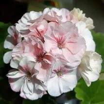 Geranium Peach Pink Light Color Ball-types Flowers, 10 seeds - £9.55 GBP